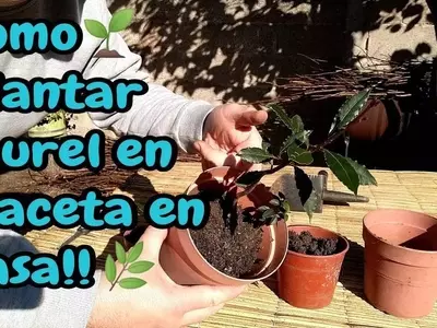Guía Completa para el Cultivo y Uso del Laurel