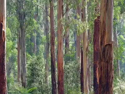La Moratoria del Eucalipto: Implicaciones y Consecuencias para la Biodiversidad