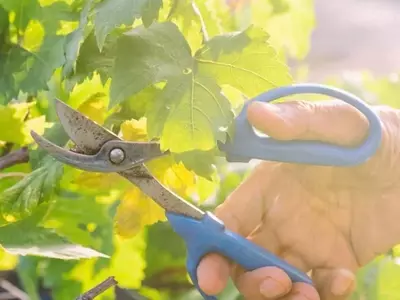 Dominando el Arte de la Poda de Vides para una Cosecha Abundante