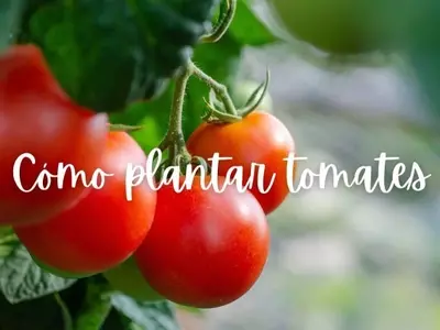 Guía Completa para el Cultivo Exitoso de Tomates en Casa