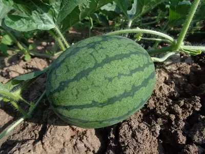 Cultivo Exitoso de Sandías: Guía Completa para Huertos Caseros