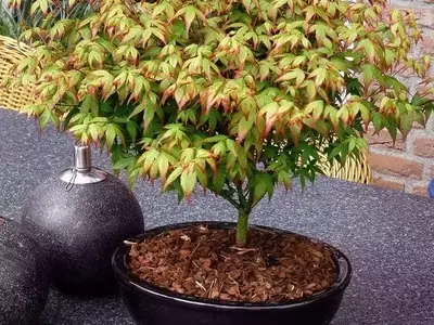 La Nomenclatura Botánica: Un Sistema Universal para Identificar Plantas
