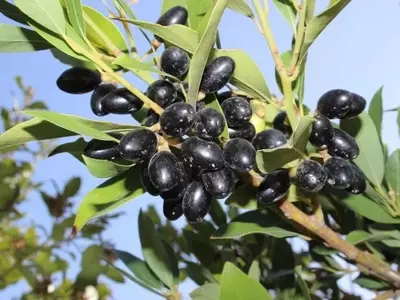 Cultivo de Laurel: Guía Completa para Sembrar y Cuidar sus Frutos