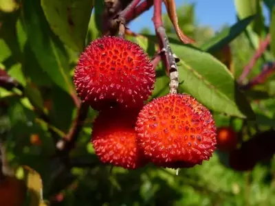 Cultivo del Madroño: Guía Completa para la Siembra de sus Semillas