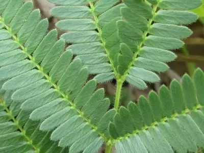 Los Secretos Defensivos de las Acacias frente a los Herbívoros