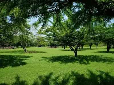 Guía Completa para el Cultivo de Grama en tu Jardín