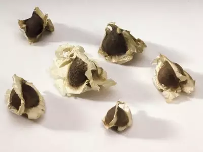 Cultivo Exitoso de Moringa en Casa: Una Guía Completa