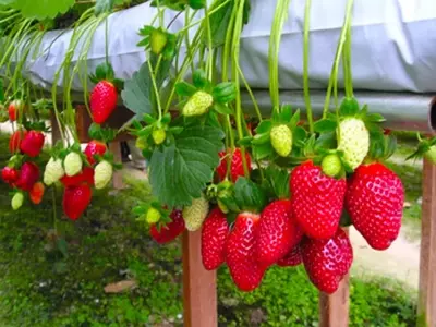 Cultivo de Fresas en Casa: Guía Completa para un Huerto Exitoso