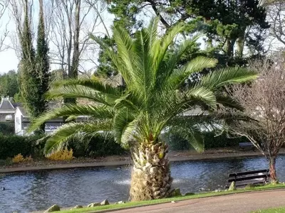 Guía Definitiva para la Germinación Exitosa de Semillas de Palmeras