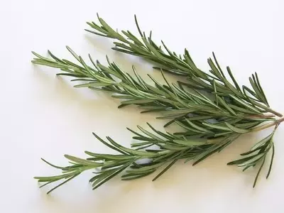 Dominando el Arte del Secado de Hierbas Aromáticas