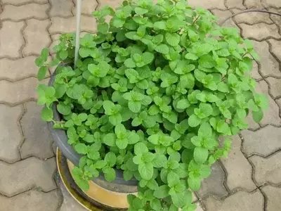 Cultivo de Hierbabuena: Guía Esencial para la Siembra Exitosa