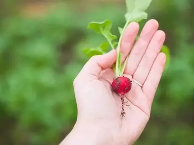 Guía Completa para el Cultivo Exitoso de Rábanos en Casa