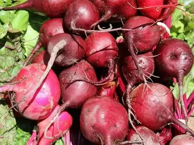 Guía Completa para el Cultivo Exitoso de la Remolacha