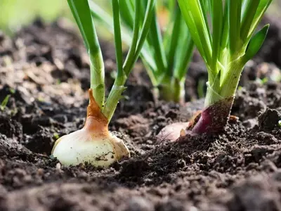 Guía Completa para el Cultivo Exitoso de Cebollas: Desde la Siembra hasta la Cosecha y Conservación