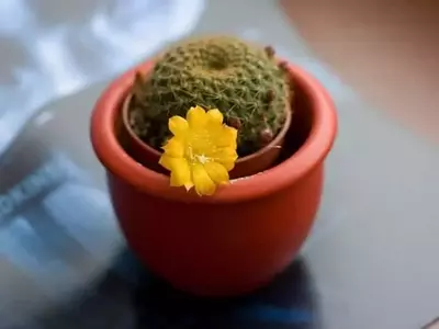 Guía Completa para el Trasplante de Plantas en Verano