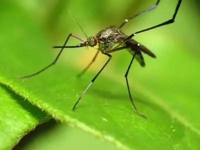 Remedios Efectivos para Picaduras de Mosquitos Infectadas