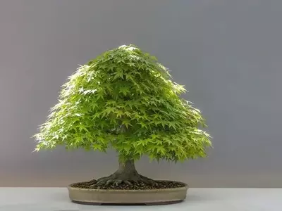El Arte del Bonsái: Seleccionando el Árbol Perfecto para Tu Creación