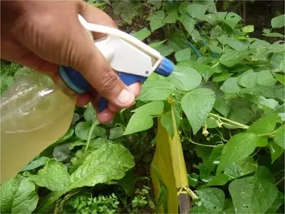 Uso Seguro y Efectivo de Insecticidas en la Jardinería