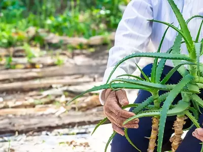 Transforma Bombillas en Maceteros Únicos: Guía de Reciclaje Creativo