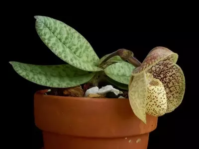 Guía Definitiva para Elegir la Maceta Perfecta: Barro vs. Plástico