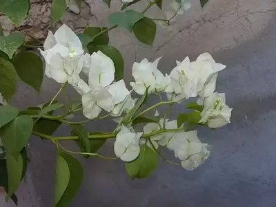 Guía Detallada para el Trasplante de Plantas Trepadoras