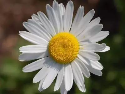 La Intrincada Morfología Interna de las Flores y su Rol Vital