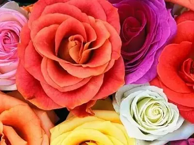 Técnicas Innovadoras para la Coloración de Flores