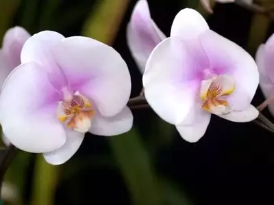 Guía Completa para Trasplantar Orquídeas: Consejos Esenciales para un Crecimiento Saludable