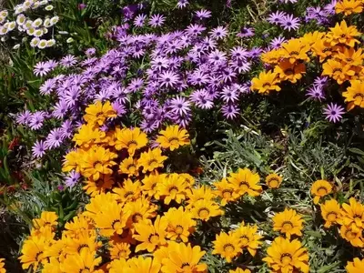 Guía Definitiva para Cultivar Lechos Florales Espléndidos