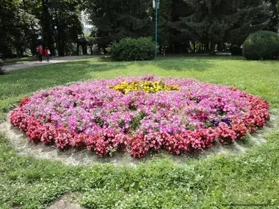 Diseño de Jardines: Cómo Elegir las Plantas Perfectas para tu Espacio
