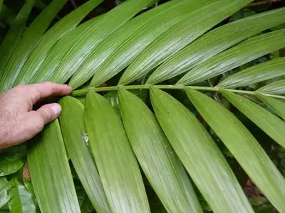 Guía Esencial para el Trasplante de Palmeras de Interior