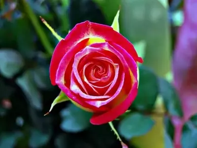 El Arte de Podar Rosales: Guía Completa para un Jardín Espléndido