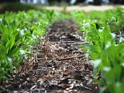 La Esencia de la Tierra: Explorando los Componentes Fundamentales del Suelo