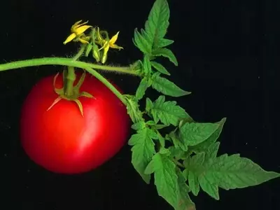 Cultivo Exitoso de Tomates y Pimientos: De la Semilla a la Cosecha