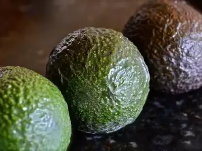 Cultivo de Aguacate en Casa: Una Guía Detallada