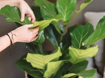 Protección Invernal para Tus Plantas: Guía Esencial