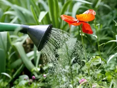 Consejos Esenciales para la Gestión Eficiente del Agua en el Riego de Plantas