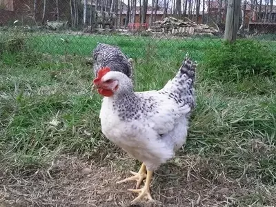 Guía Completa para la Crianza Exitosa de Gallinas en Entornos Domésticos