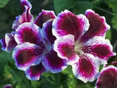 Descubriendo la Diversidad de los Pelargonios: Una Guía Esencial para Jardineros