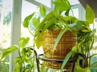 Guía Esencial para el Cuidado de Plantas de Interior