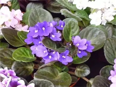 Violeta Africana: Guía Completa para un Cultivo Exitoso en Interiores