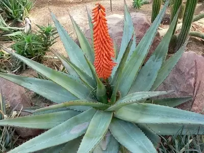 Descubriendo el Aloe Ferox: Belleza, Facilidad y Virtudes Medicinales