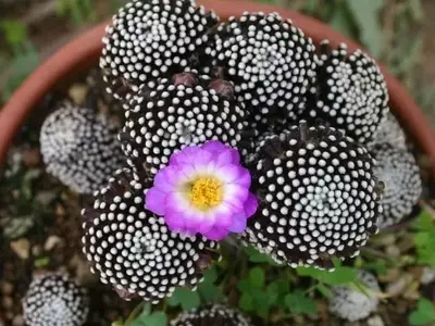 Secretos para el Florecimiento Espectacular de tus Cactus