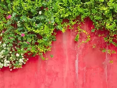 Guía Definitiva para el Cuidado y Plantación de Enredaderas Ornamentales