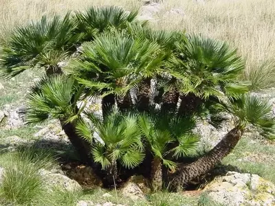 Chamaerops Humilis: La Palmera Mediterránea Resiliente
