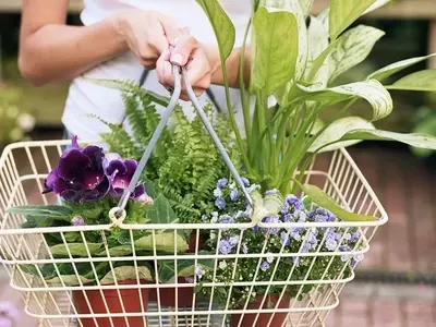 Guía Definitiva para la Selección y Cuidado de Plantas de Interior Exitoso