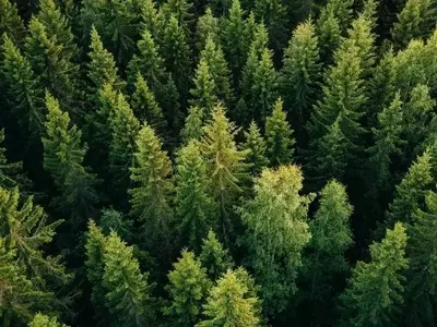 Coníferas: La Fascinante Diversidad y Resistencia de los Gigantes Verdes