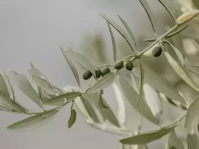 Innovación Sostenible: Extracción de Antioxidantes del Olivo