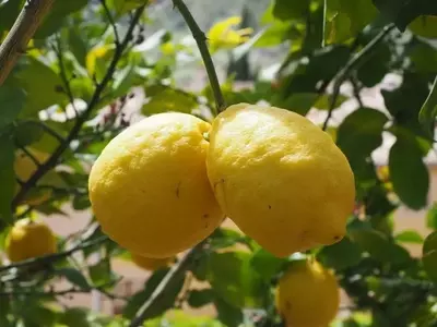 Guía Completa para el Cultivo y Mantenimiento Saludable de su Limonero