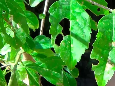 Estrategias Integrales para la Salud de tus Plantas: Prevención y Control de Plagas